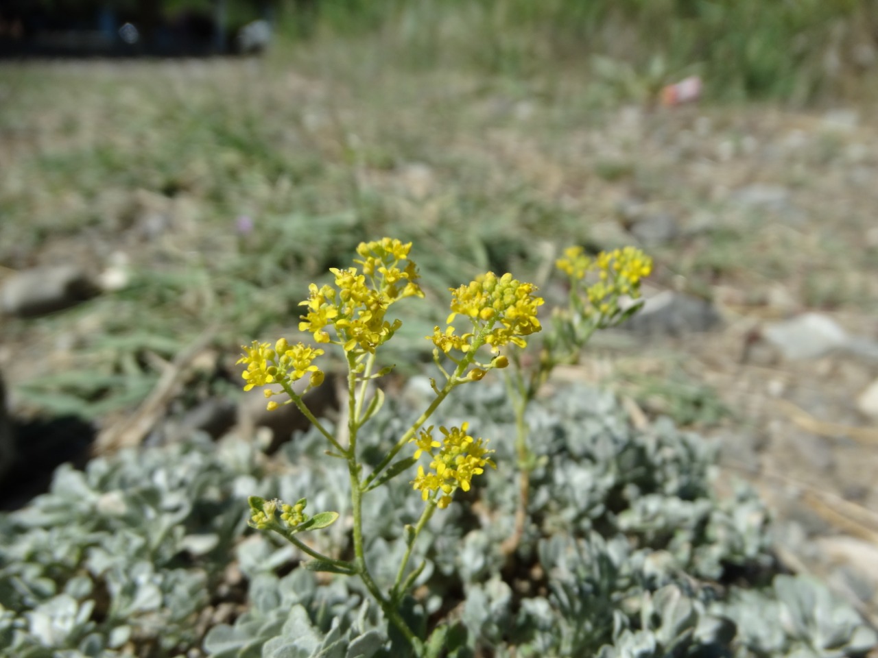 Alyssum cypricum