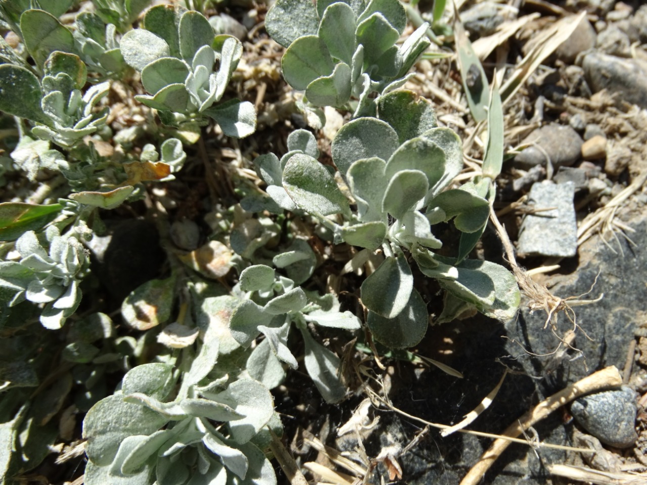 Alyssum cypricum