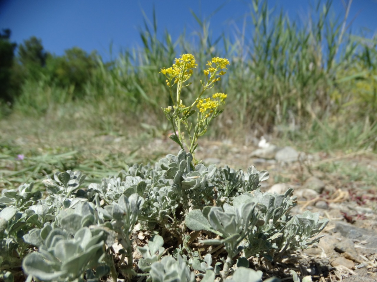 Alyssum cypricum