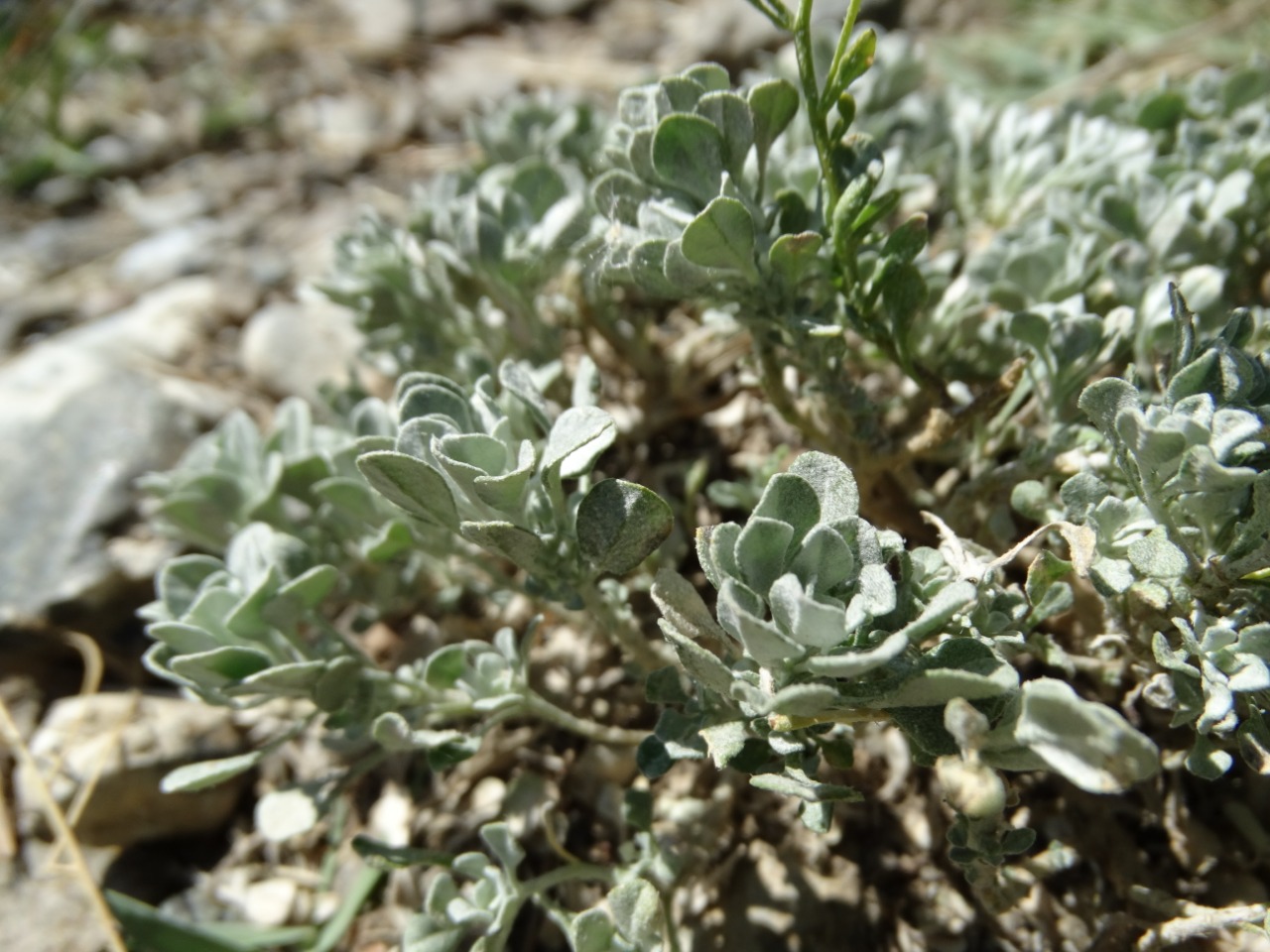 Alyssum cypricum