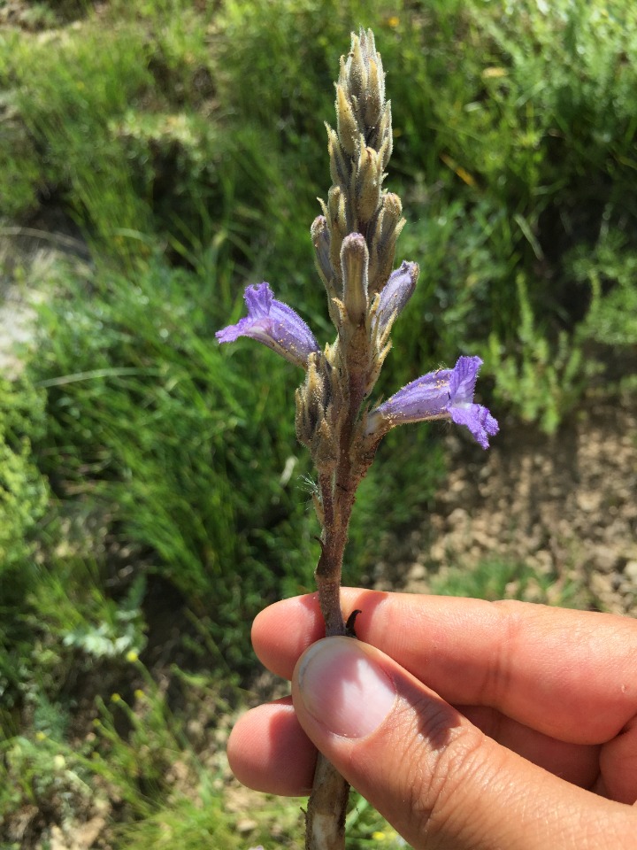 Phelipanche aegyptiaca