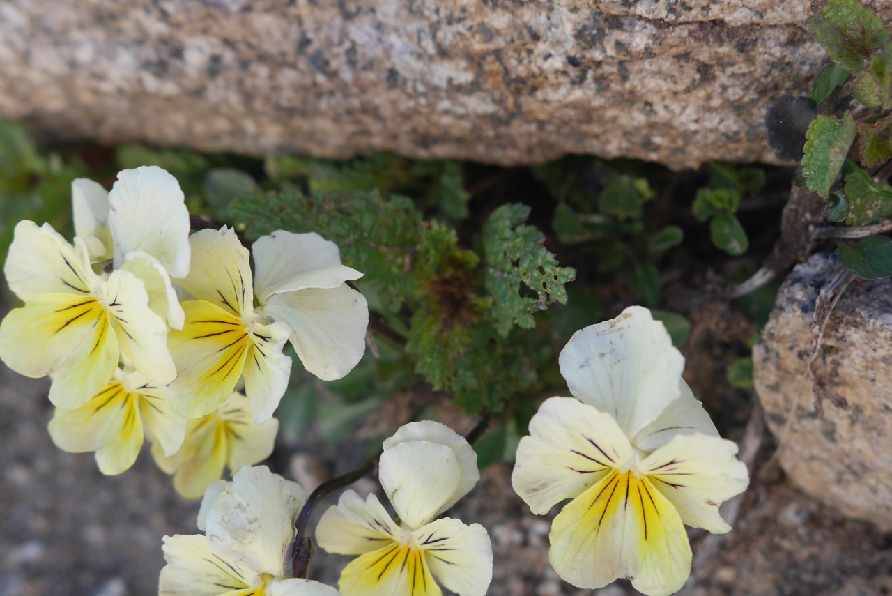 Viola oreades