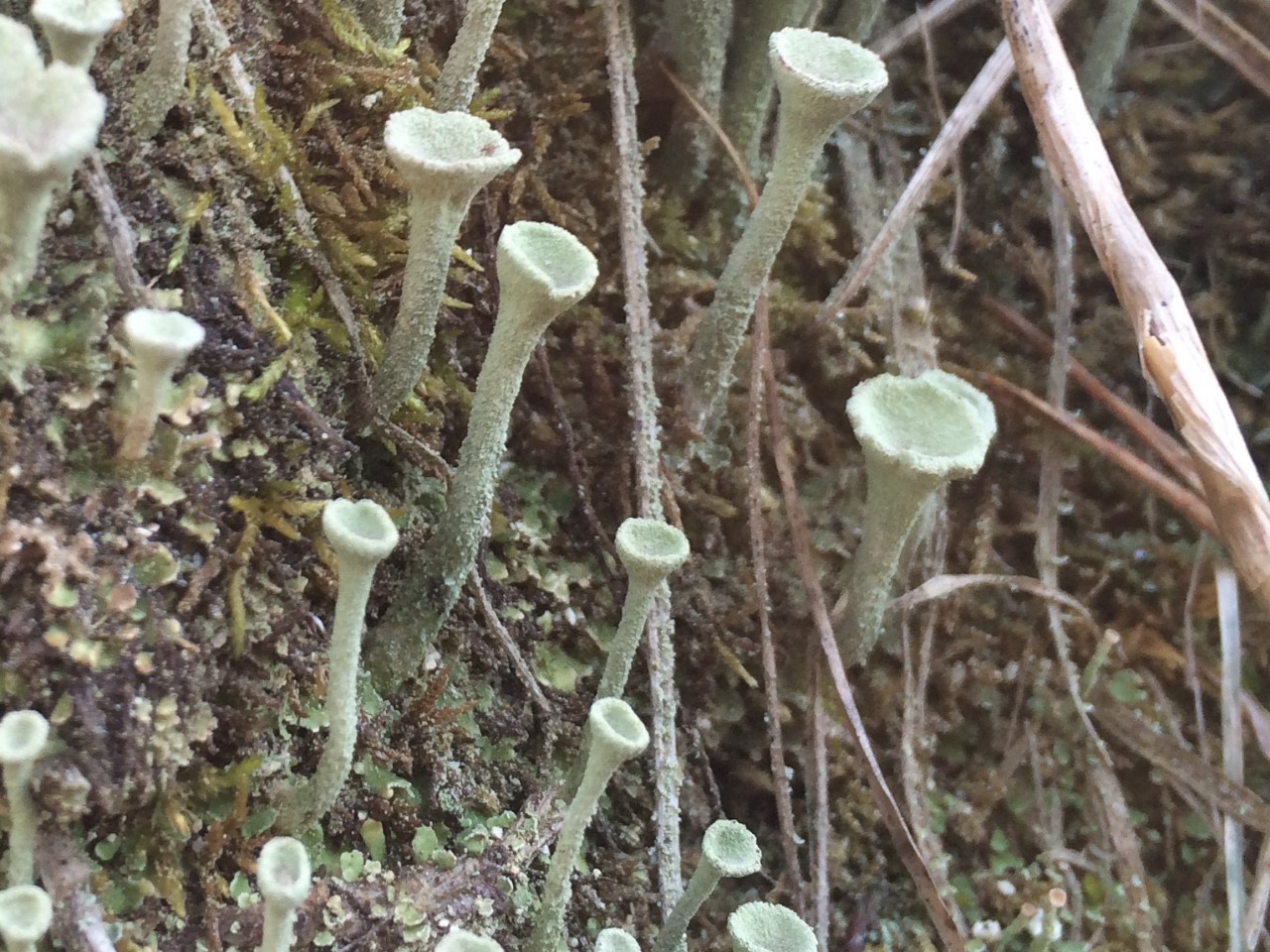 Cladonia fimbriata
