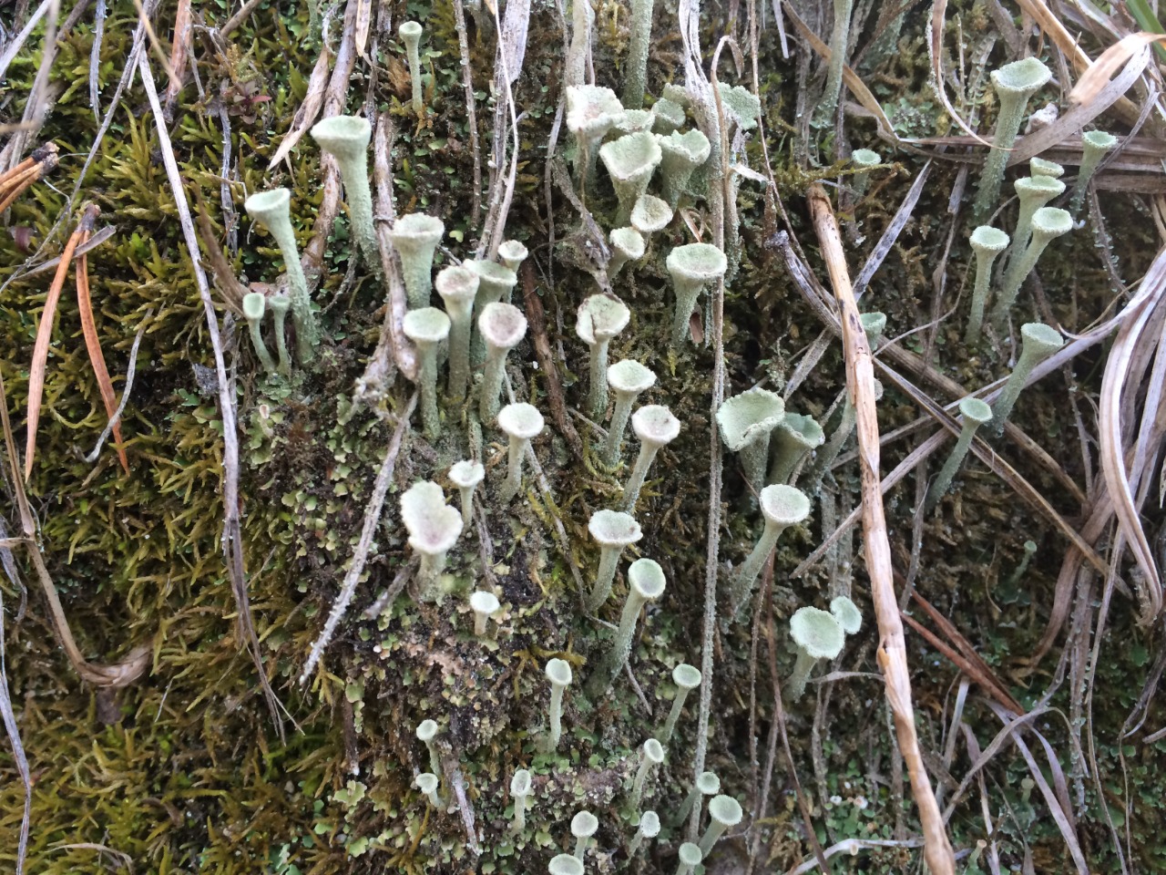 Cladonia fimbriata