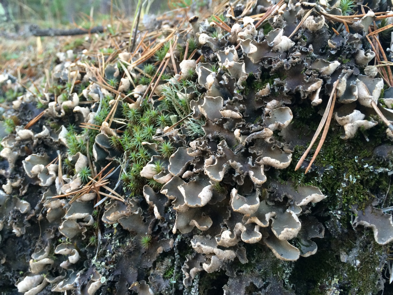 Peltigera malacea