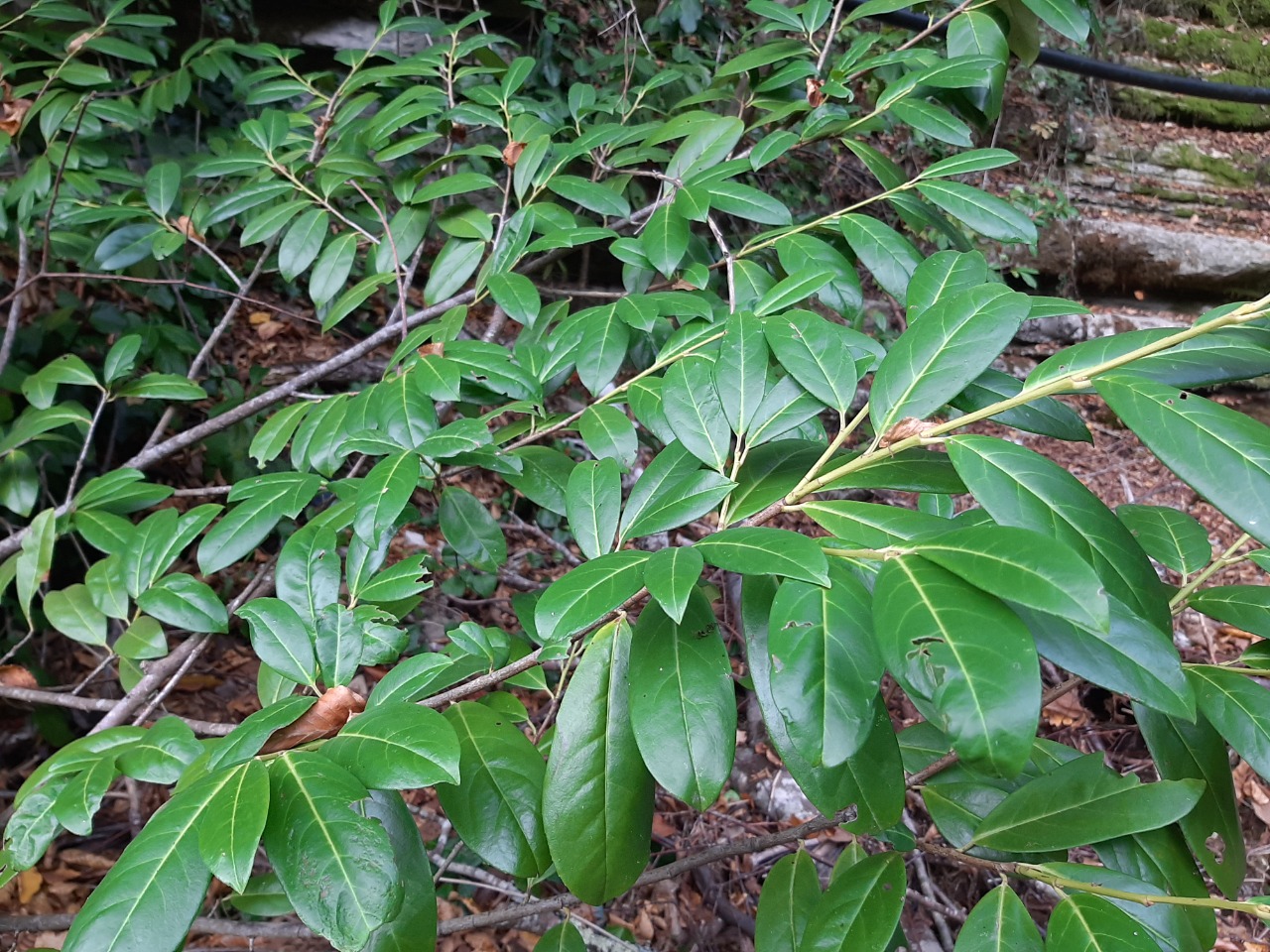 Prunus laurocerasus