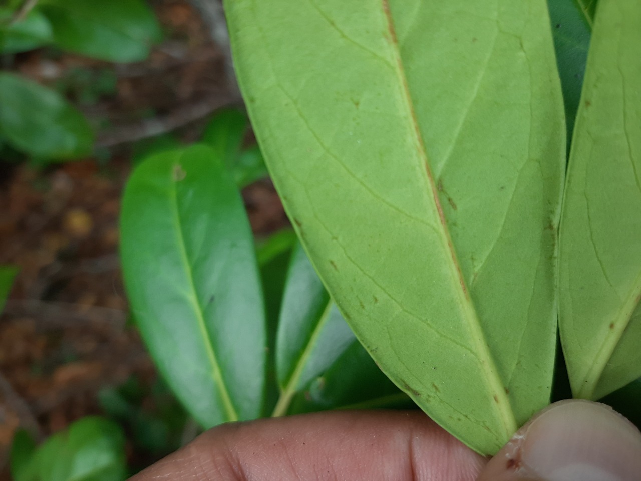 Prunus laurocerasus