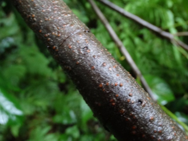 Prunus laurocerasus