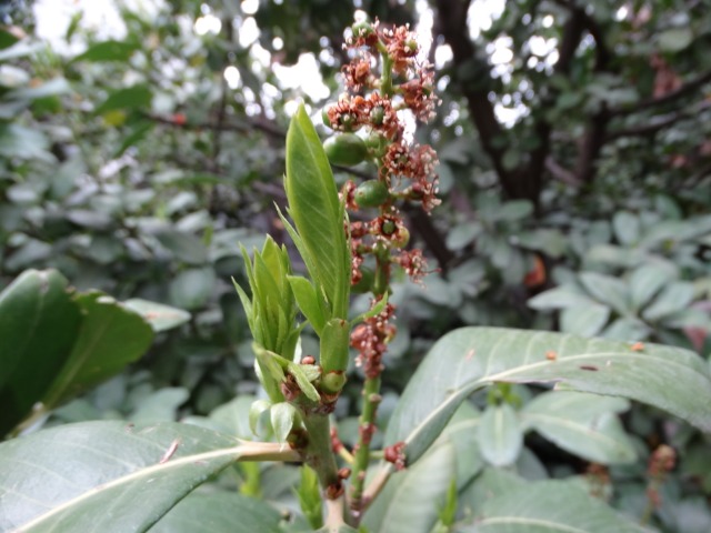 Prunus laurocerasus