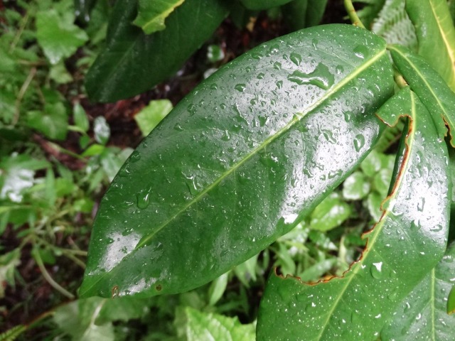 Prunus laurocerasus