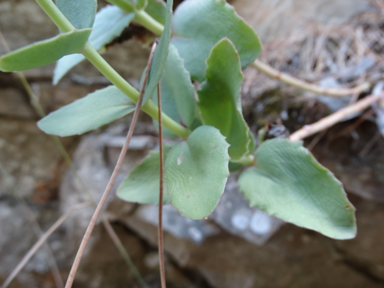 Hylotelephium maximum