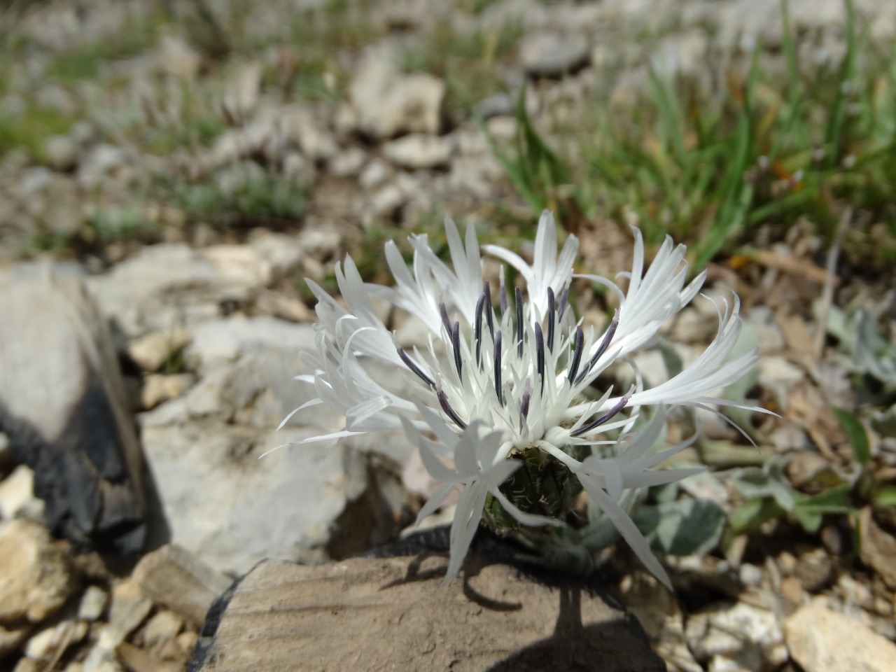 Centaurea cheiranthifolia