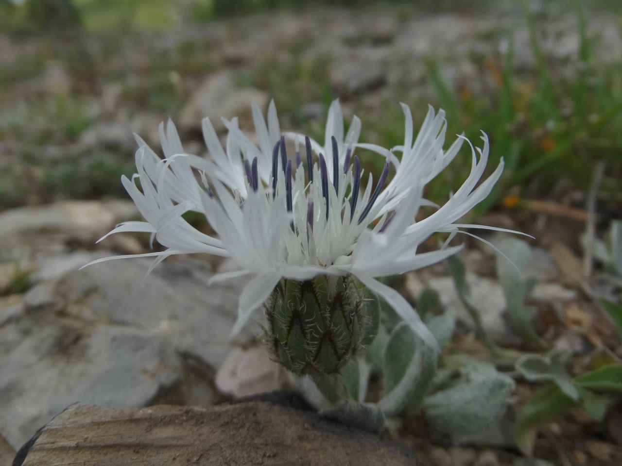 Centaurea cheiranthifolia