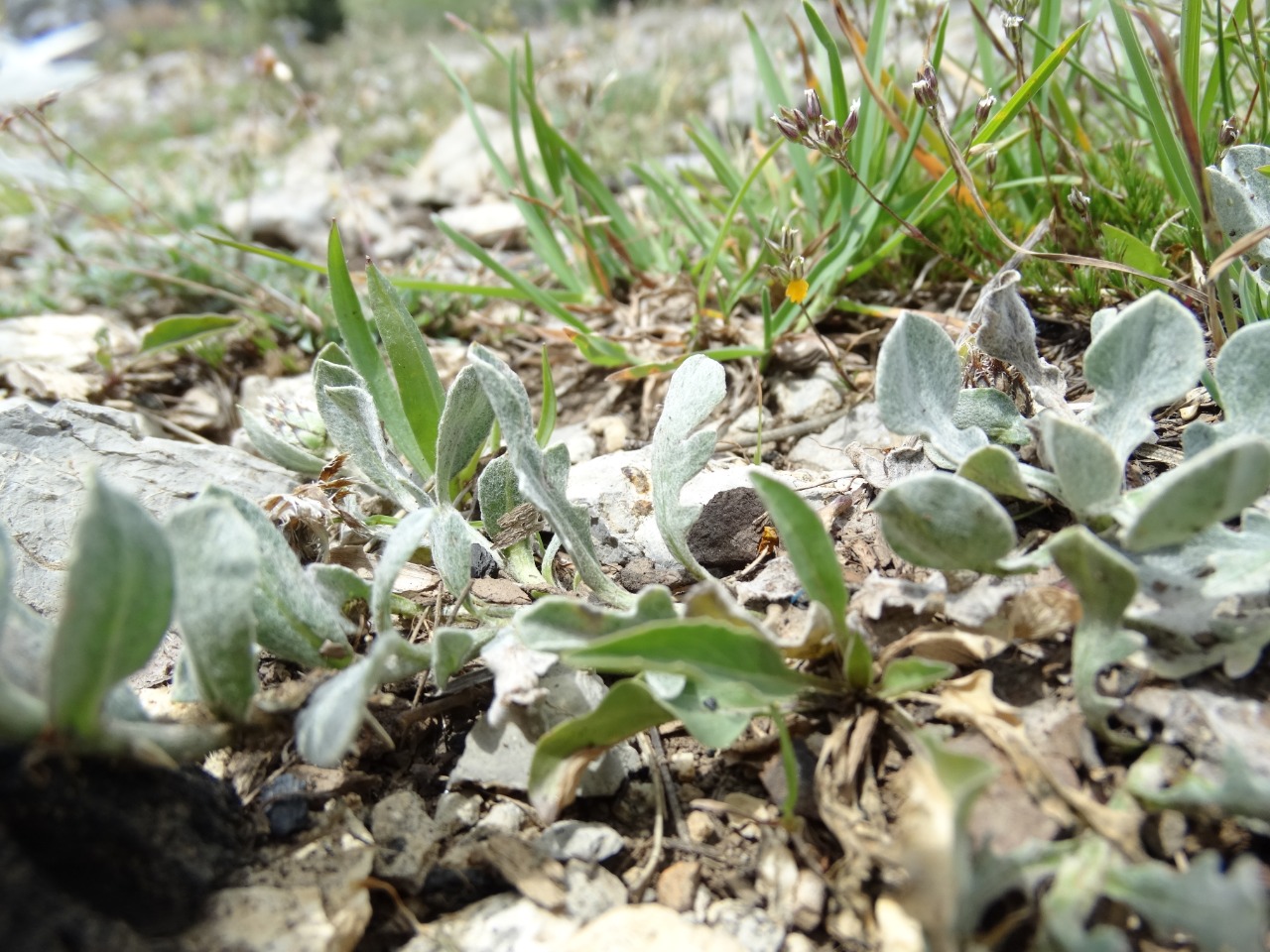 Centaurea cheiranthifolia