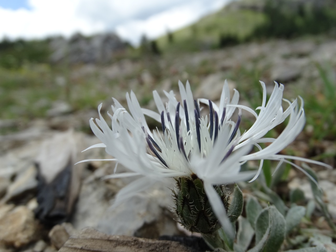 Centaurea cheiranthifolia