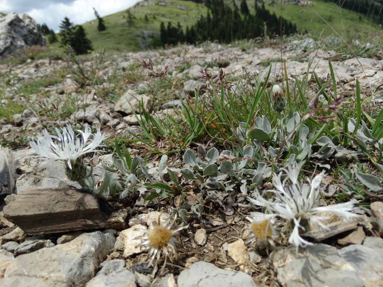 Centaurea cheiranthifolia