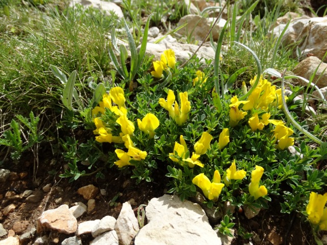 Chamaecytisus pygmaeus