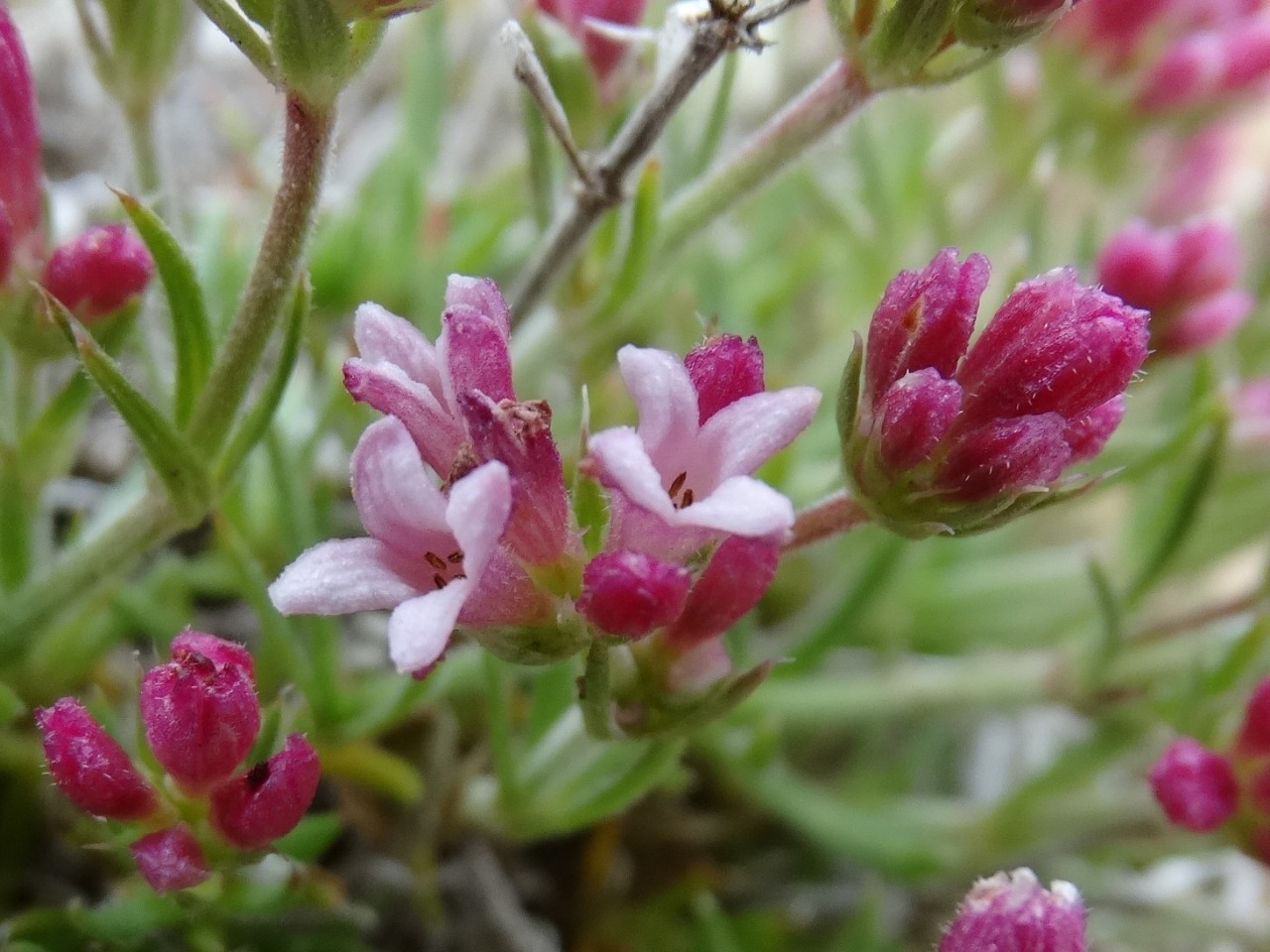 Cynanchica nitida subsp. subcapitellata