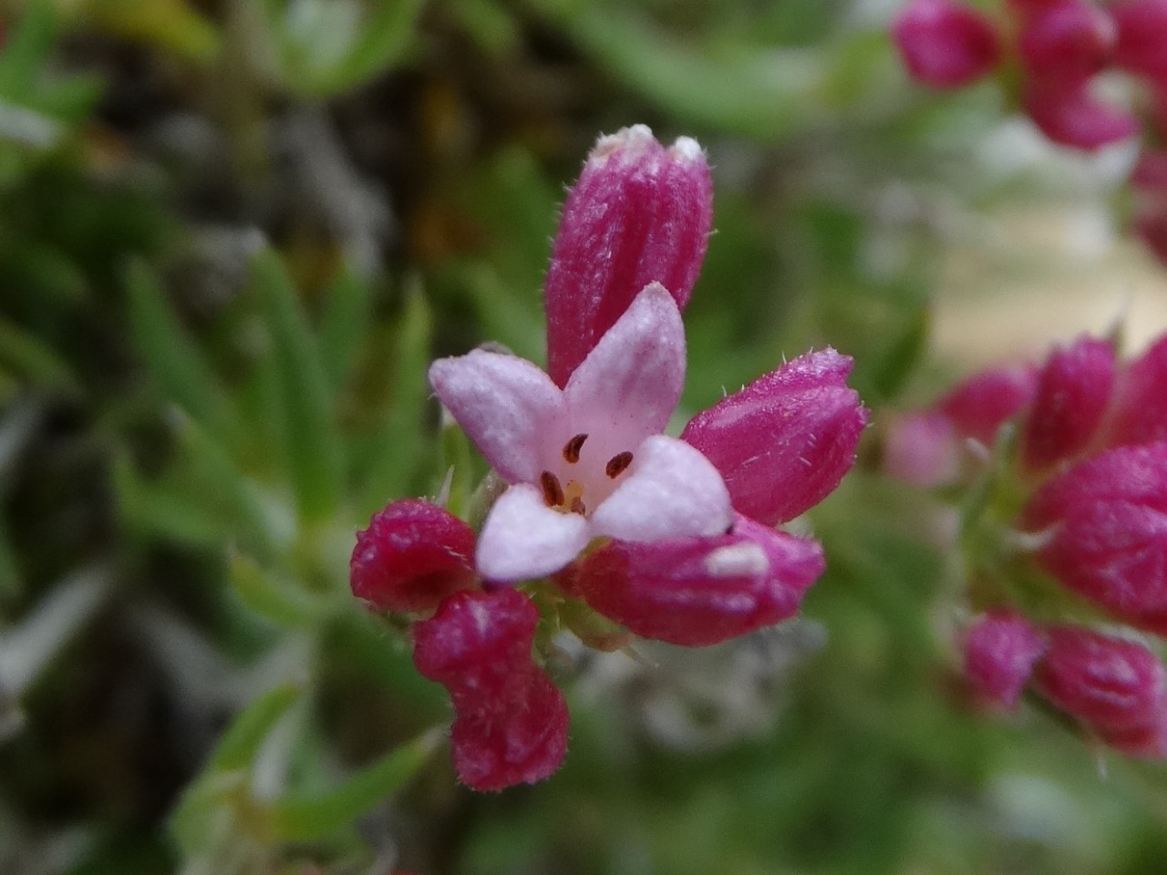 Cynanchica nitida subsp. subcapitellata