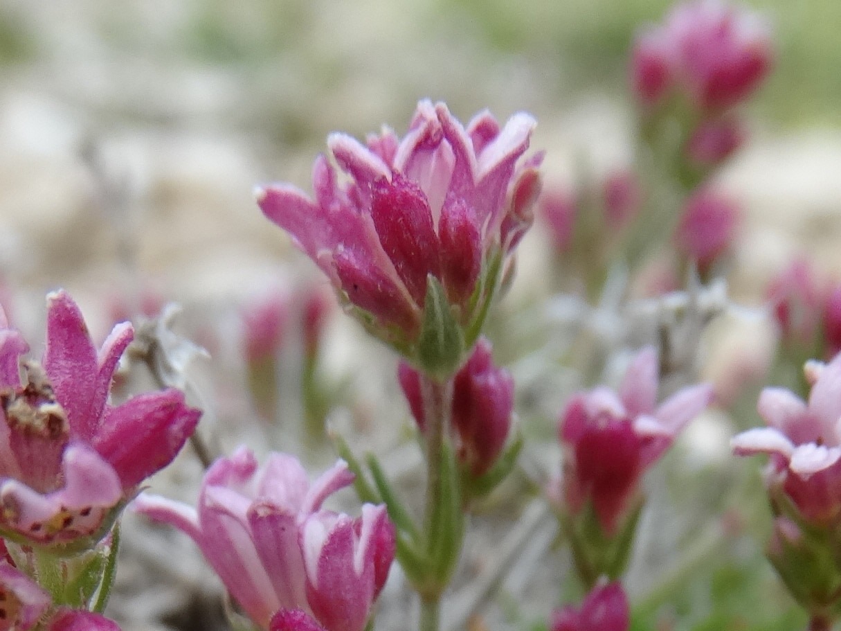 Cynanchica nitida subsp. subcapitellata