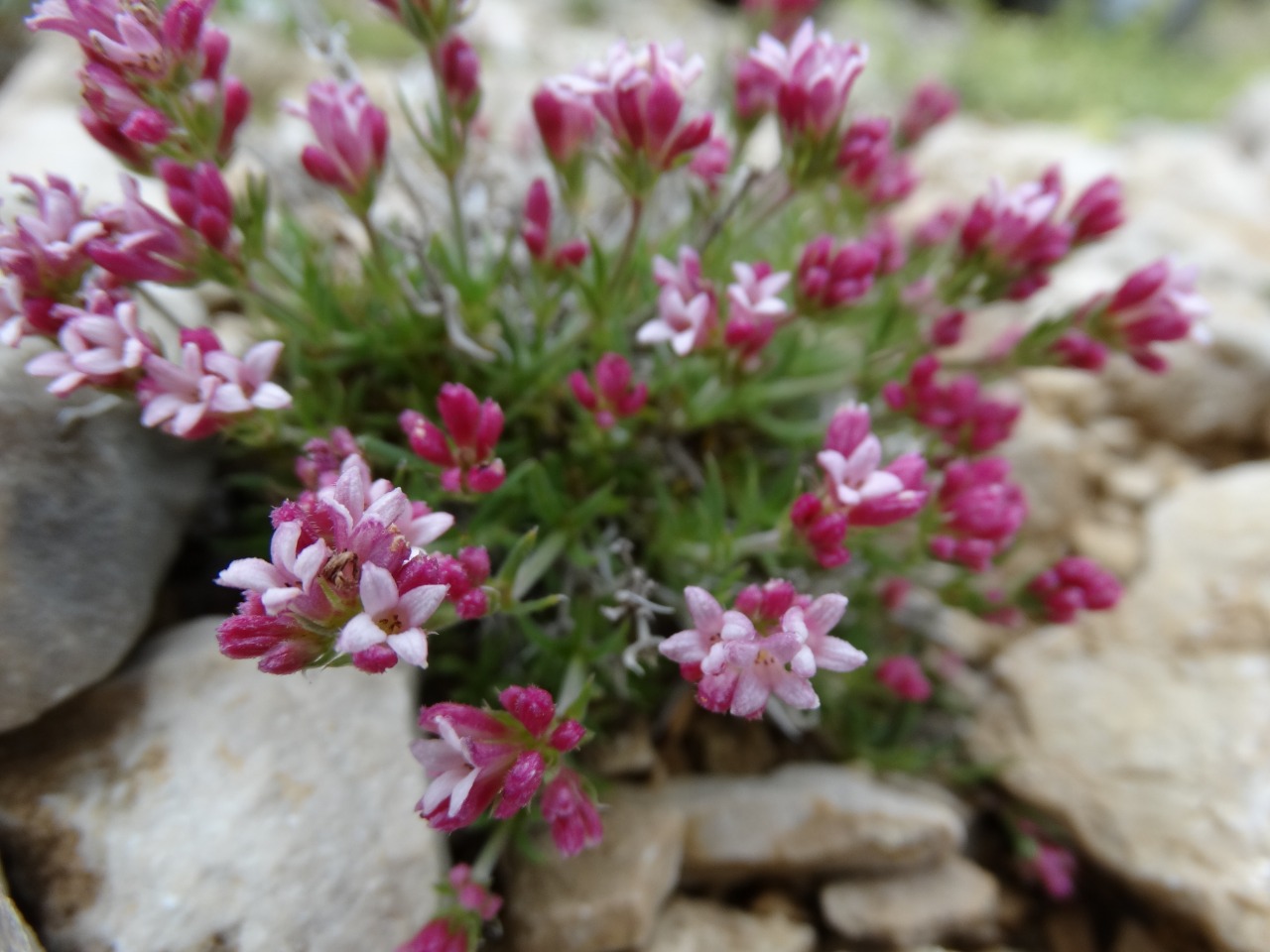 Cynanchica nitida subsp. subcapitellata