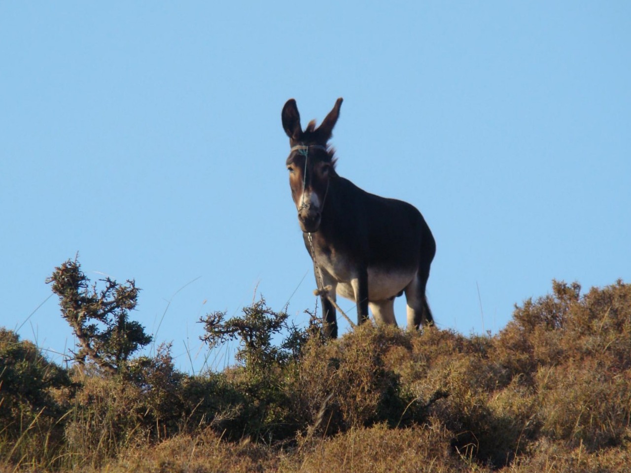 Equus asinus