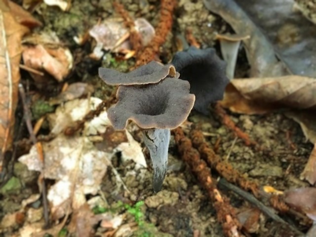 Craterellus cornucopioides