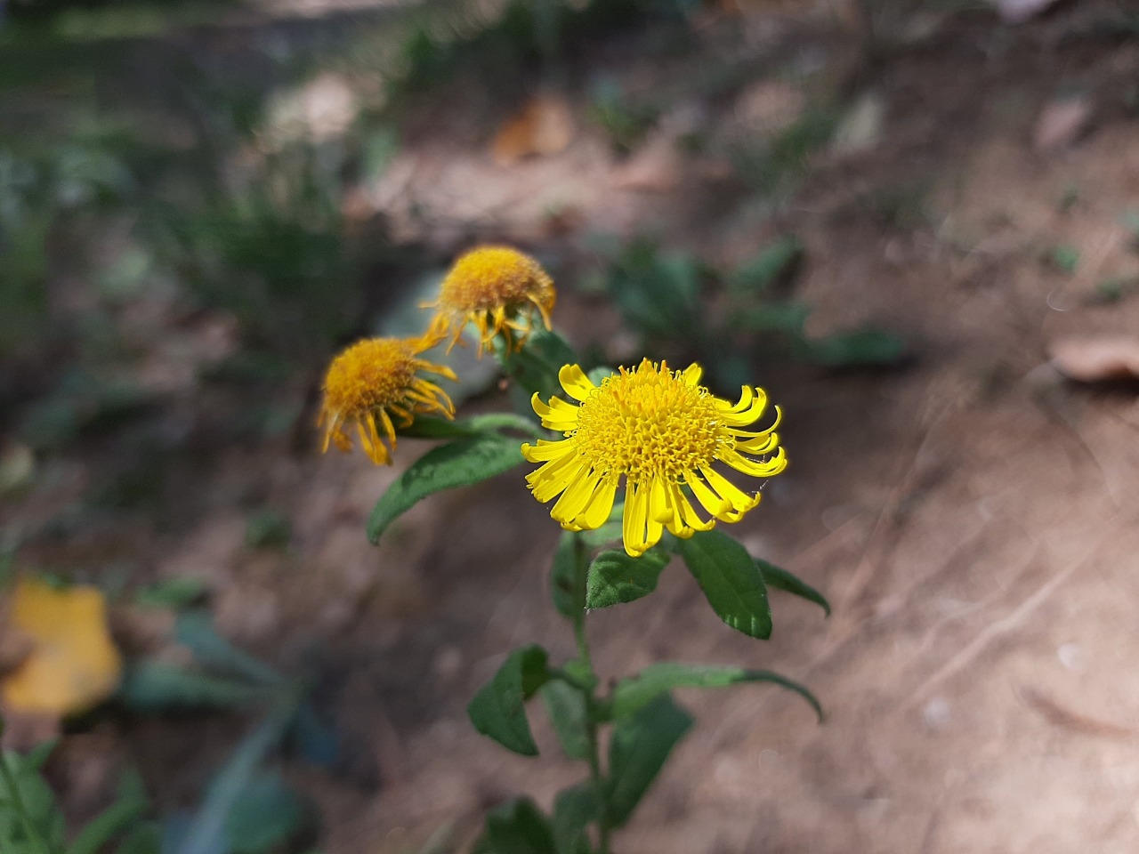 Pulicaria odora