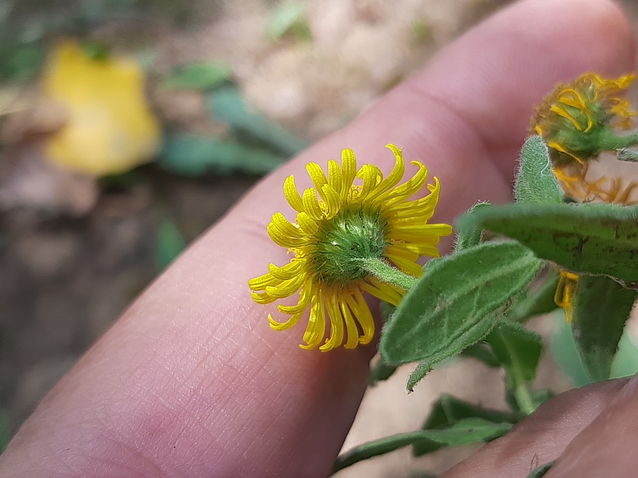 Pulicaria odora