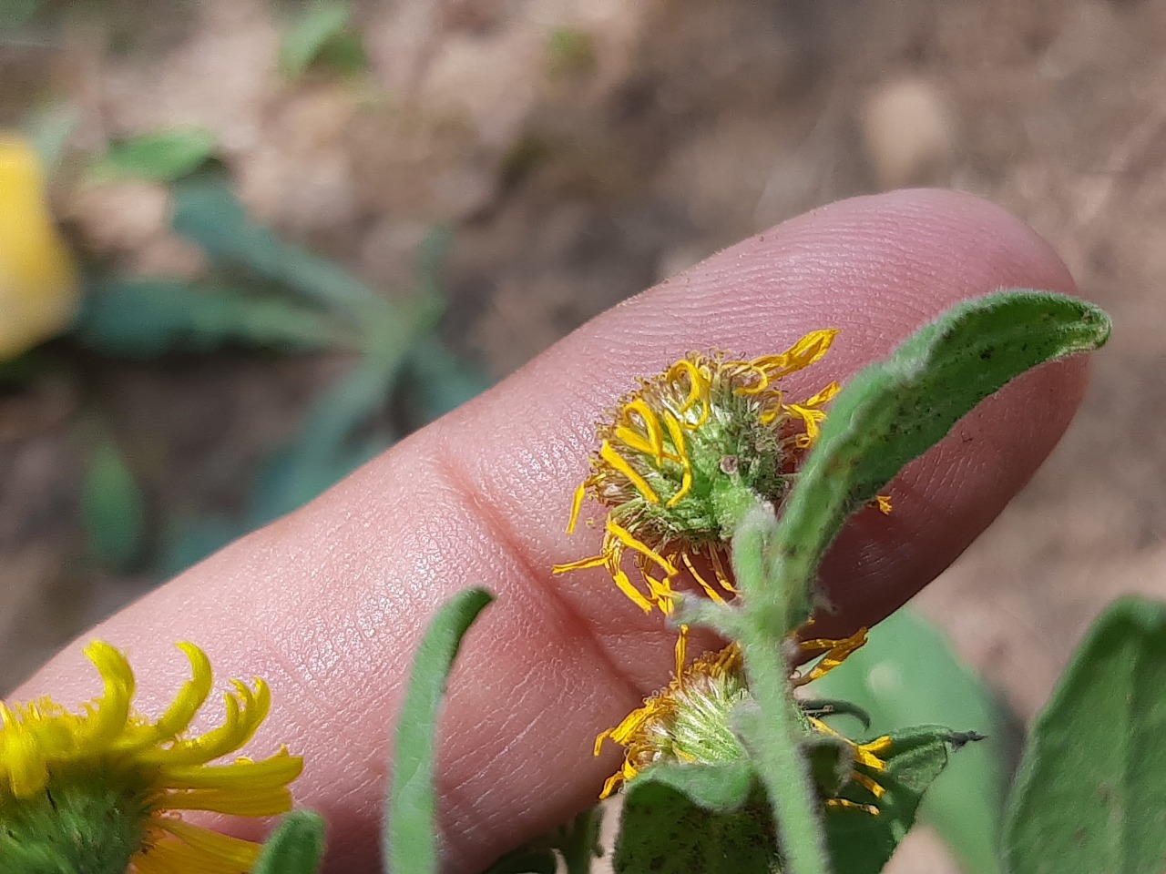 Pulicaria odora