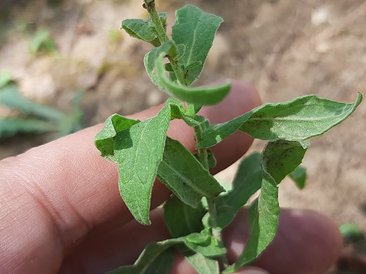 Pulicaria odora