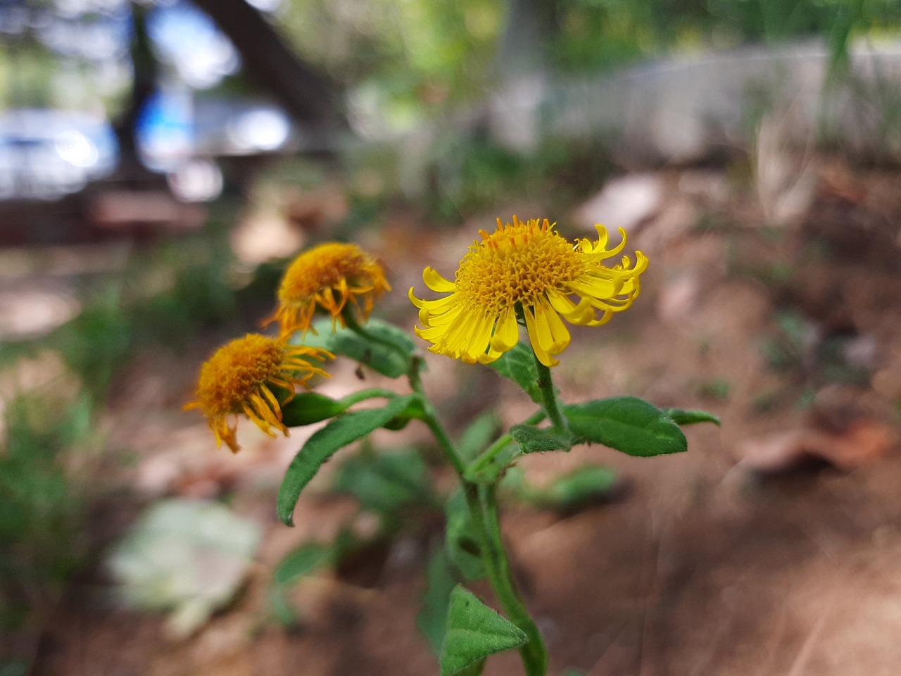 Pulicaria odora