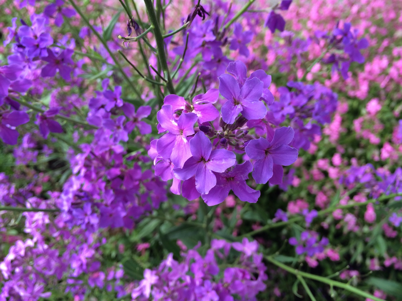 Hesperis matronalis