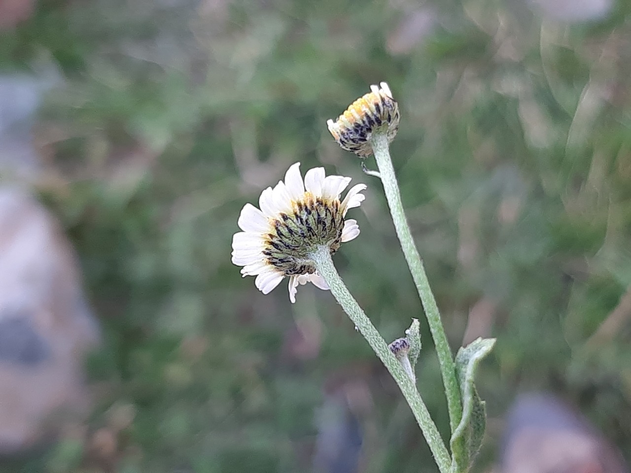 Tanacetum balsamitoides