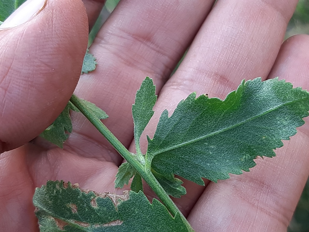 Tanacetum balsamitoides