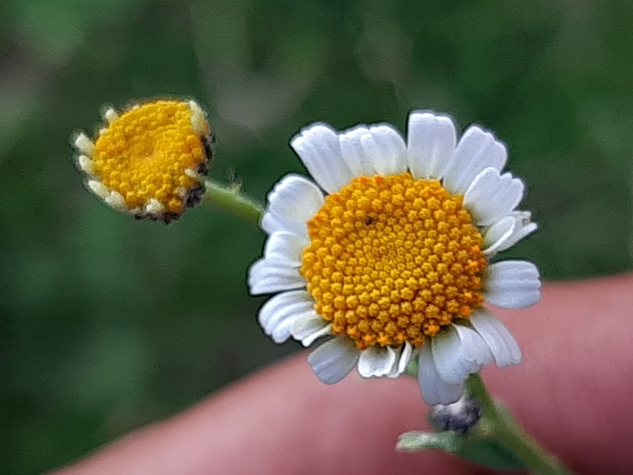 Tanacetum balsamitoides