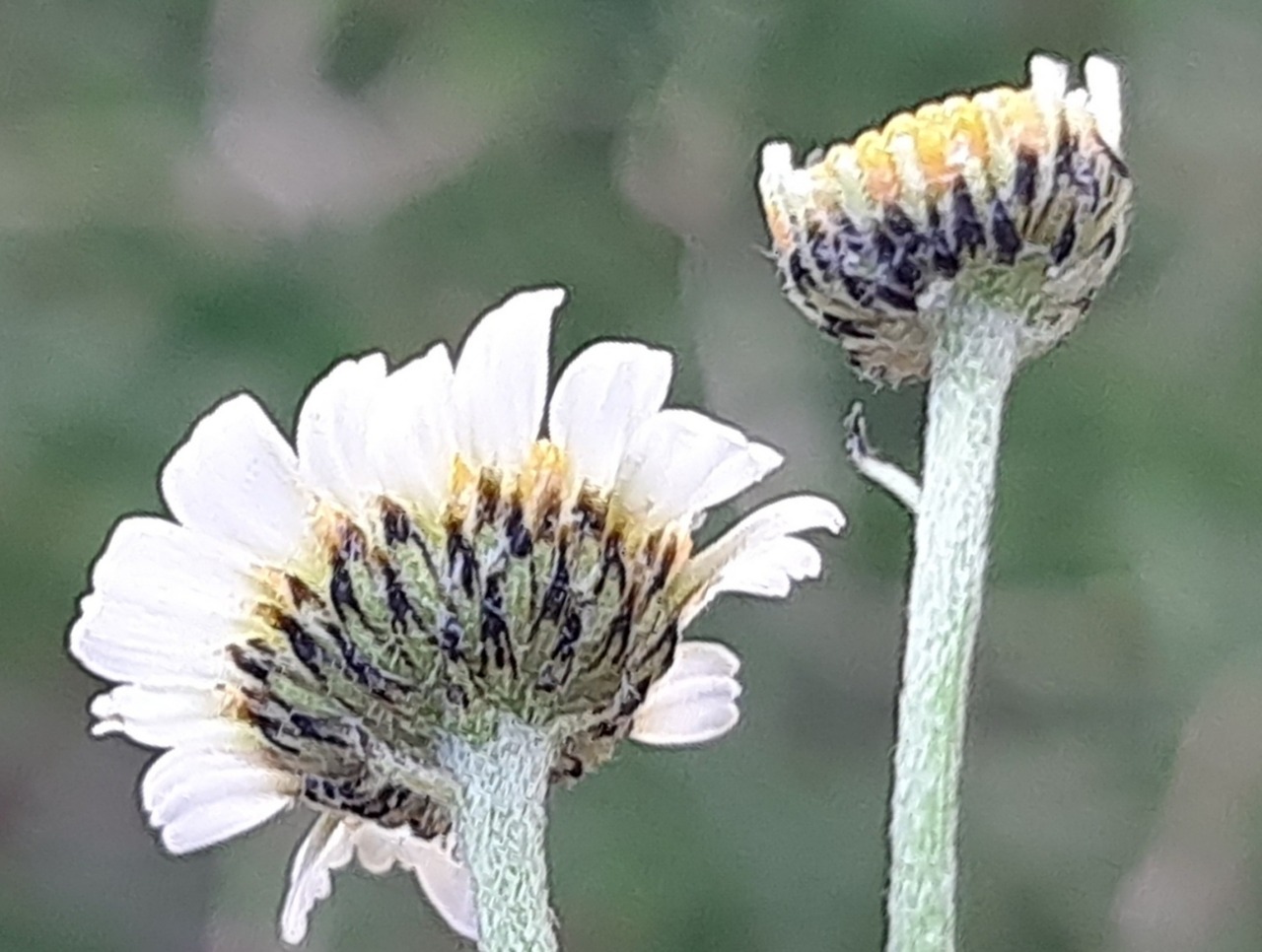 Tanacetum balsamitoides
