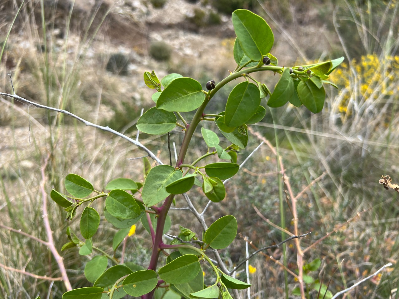 Capparis zoharyi