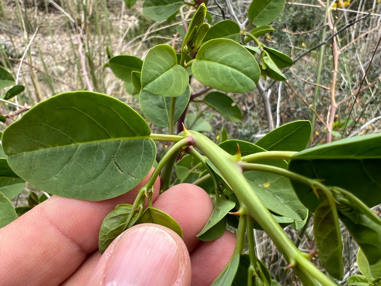Capparis zoharyi