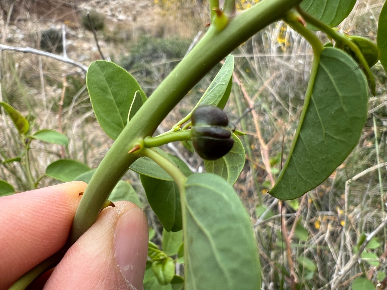 Capparis zoharyi