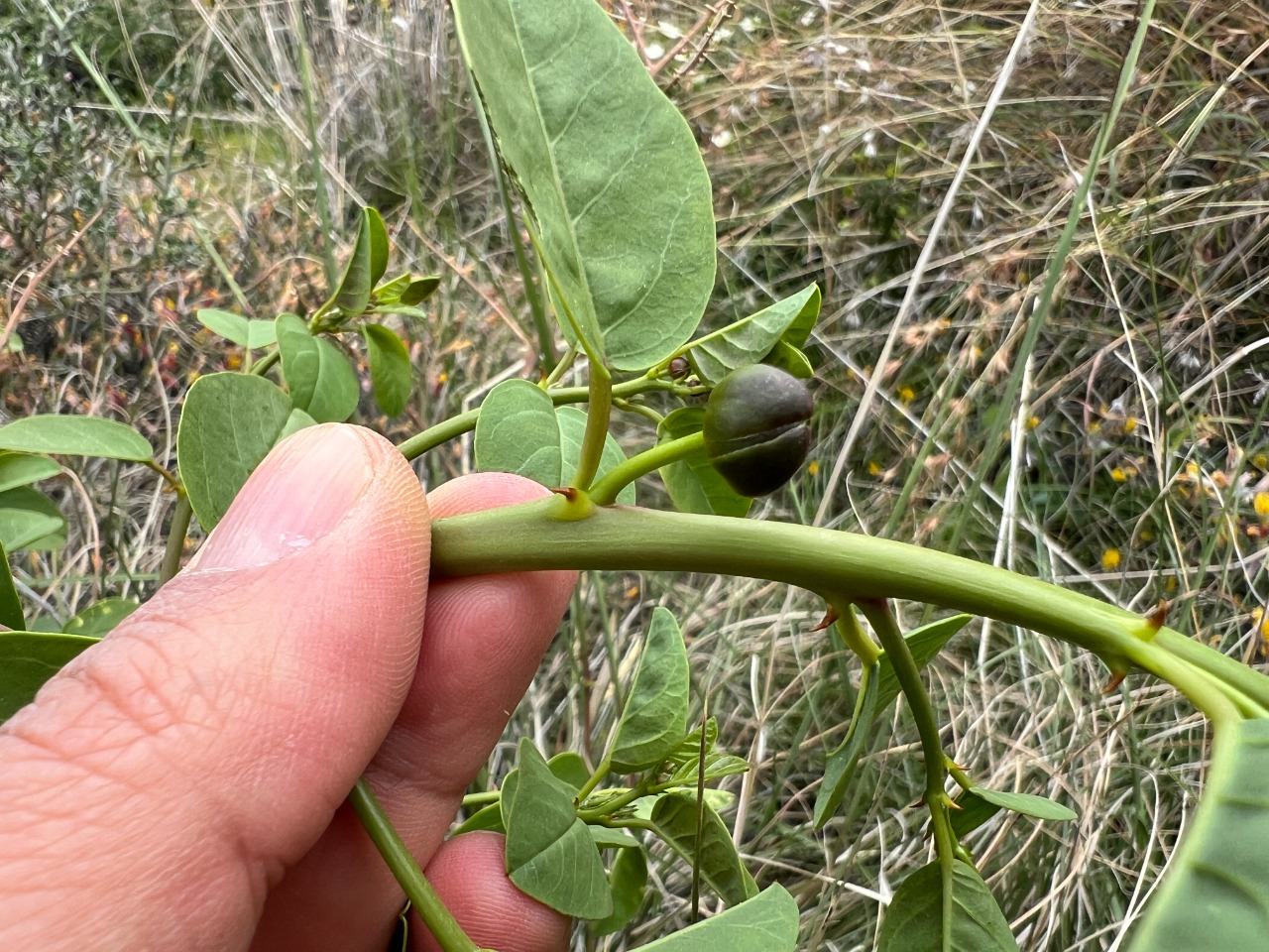 Capparis zoharyi