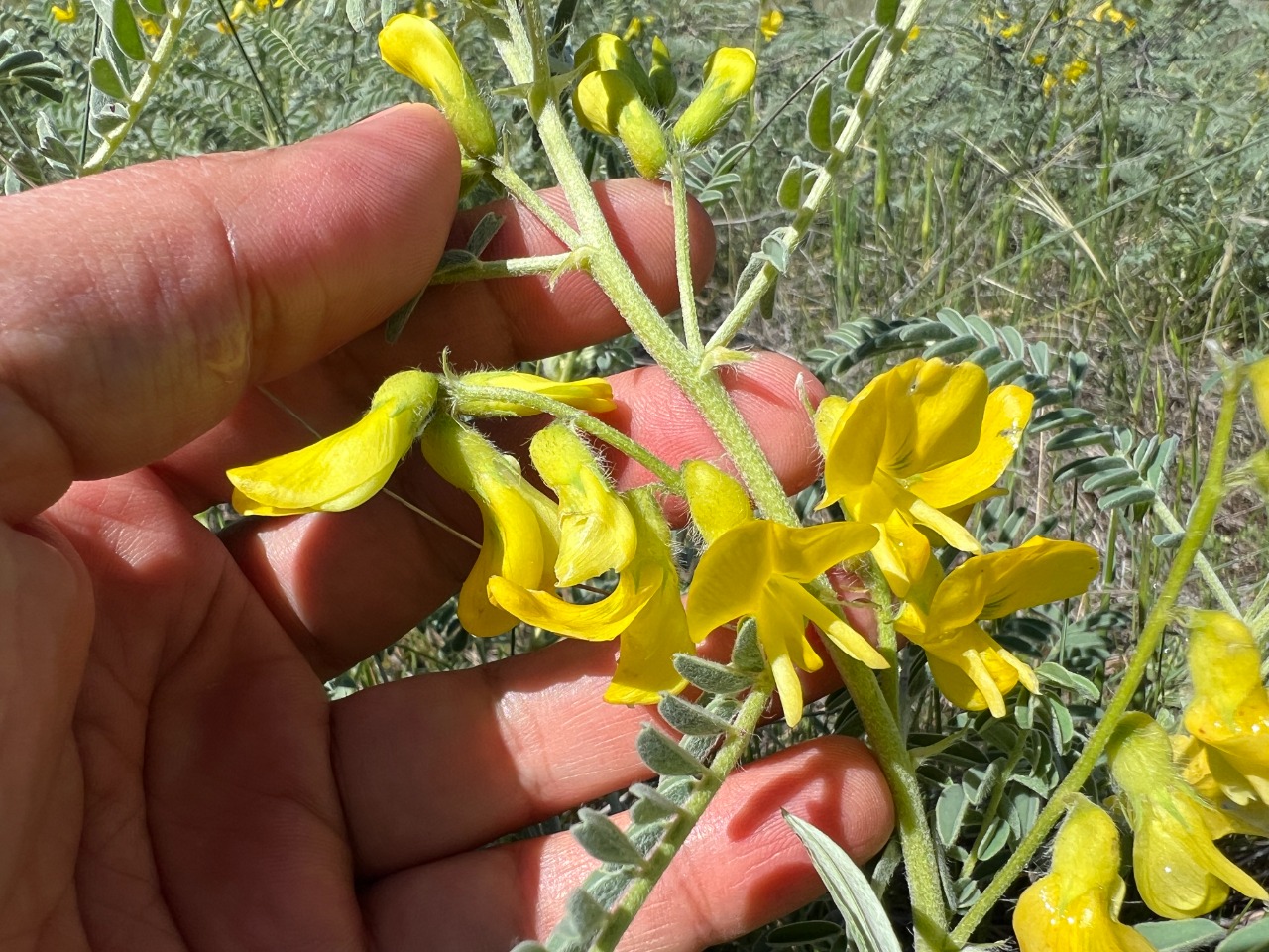 Astragalus caraganae