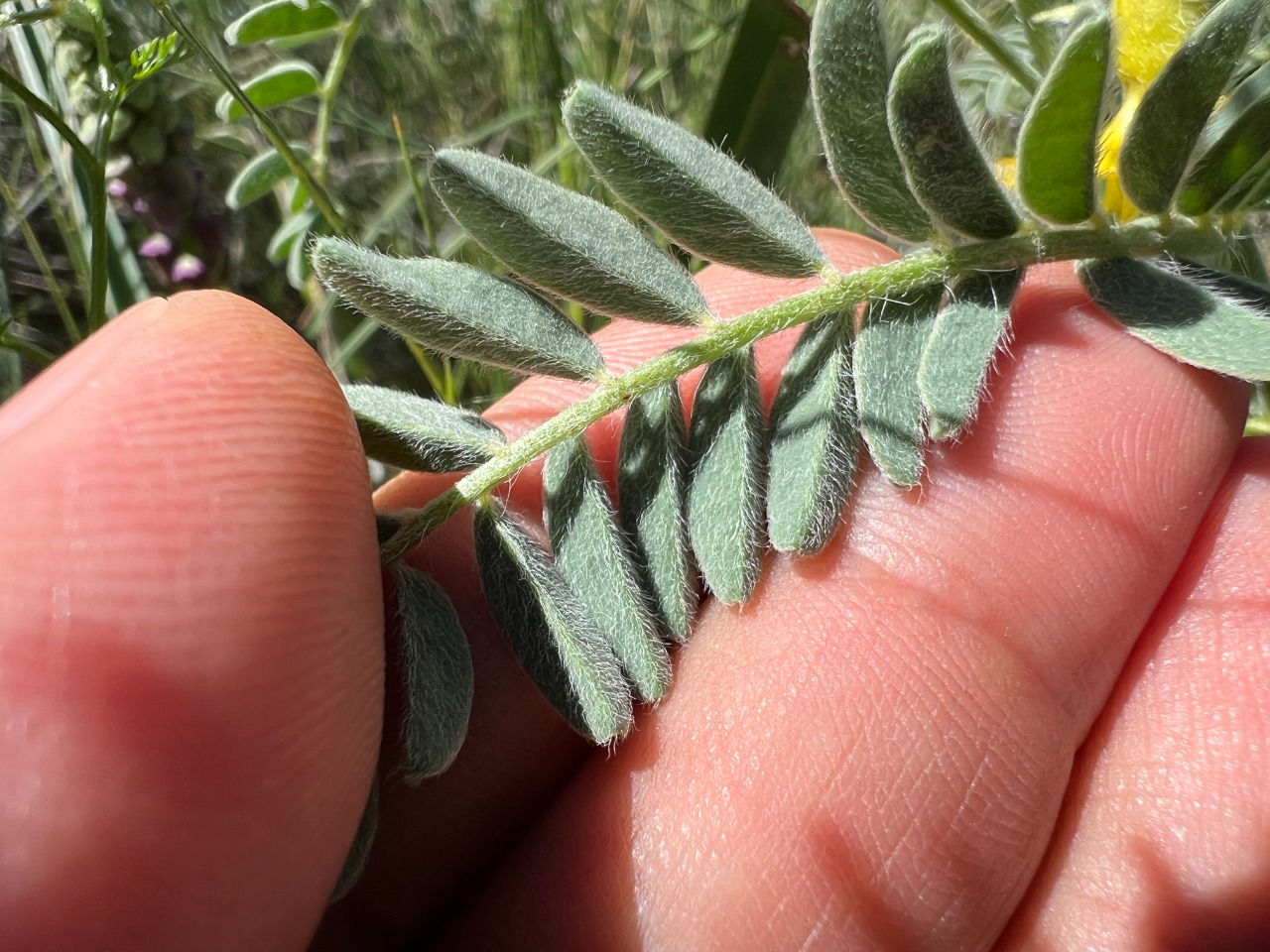 Astragalus caraganae