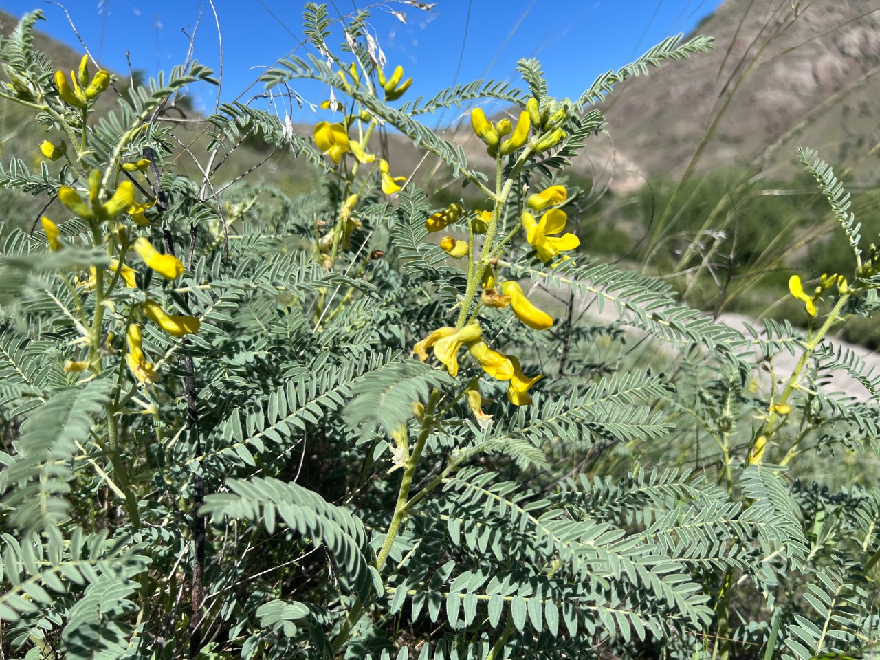 Astragalus caraganae
