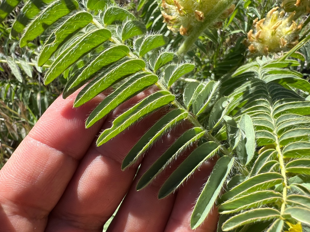 Astragalus maximus