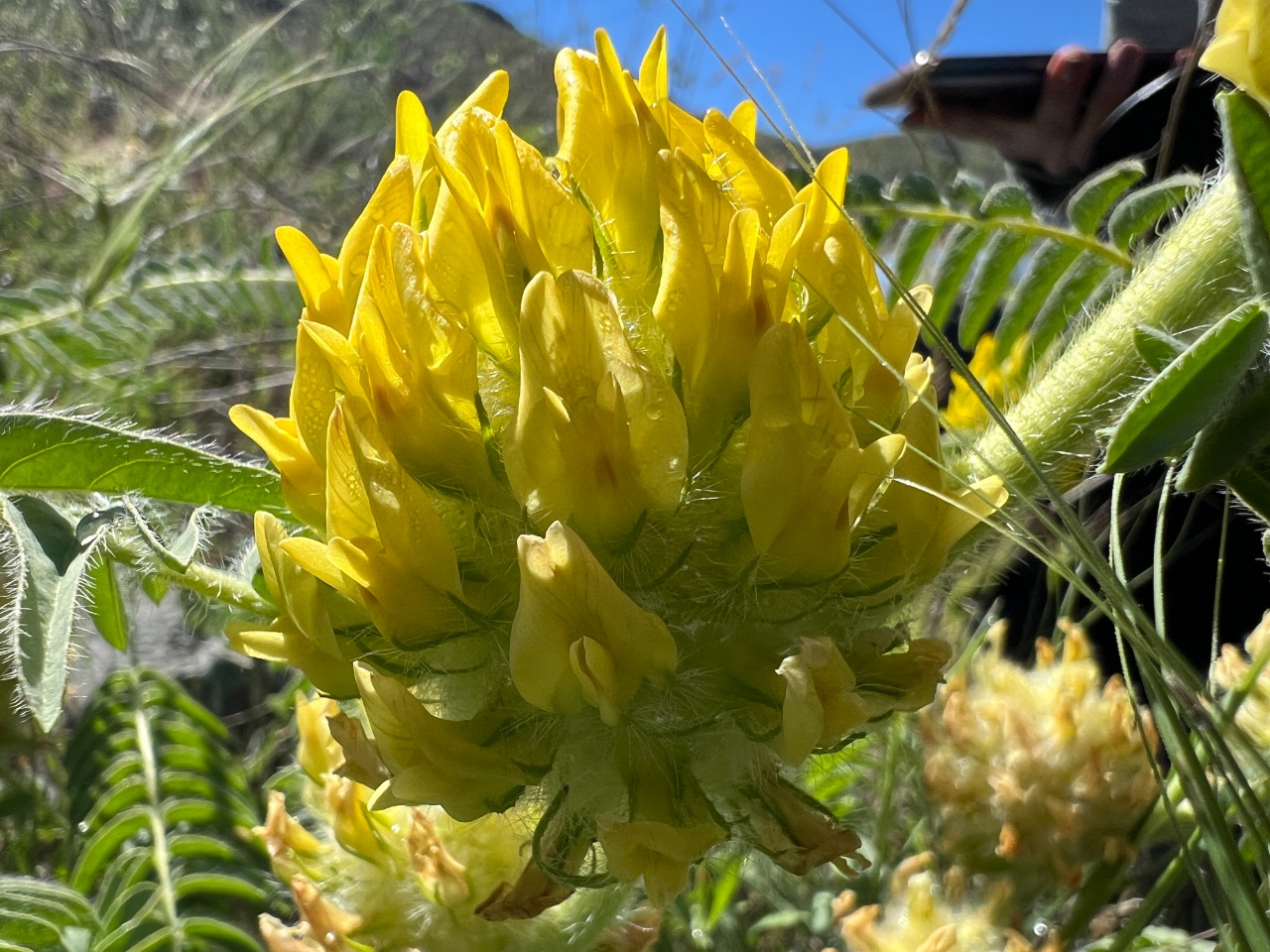 Astragalus maximus