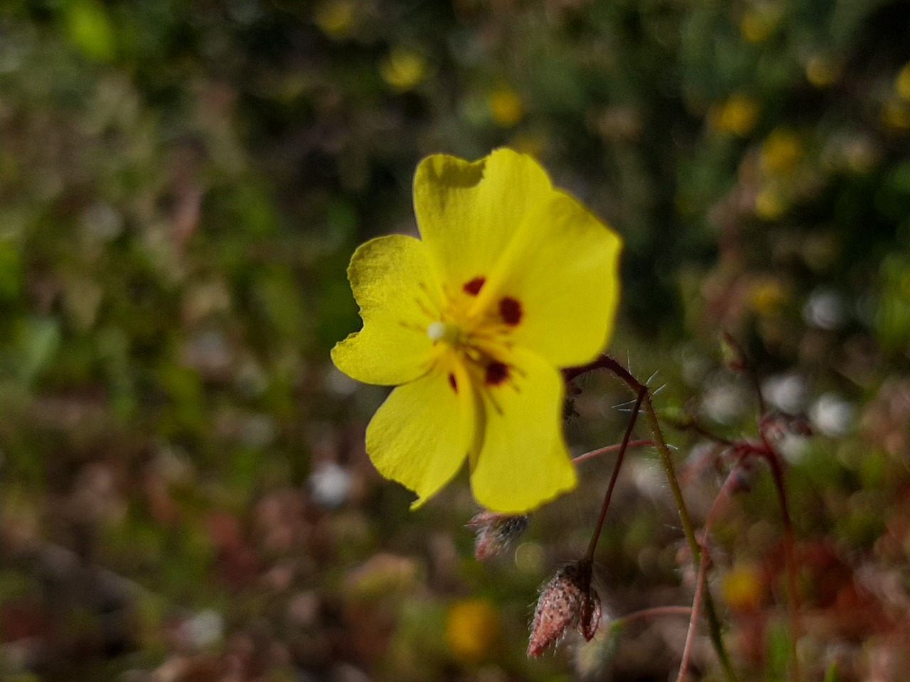 Tuberaria plantaginea