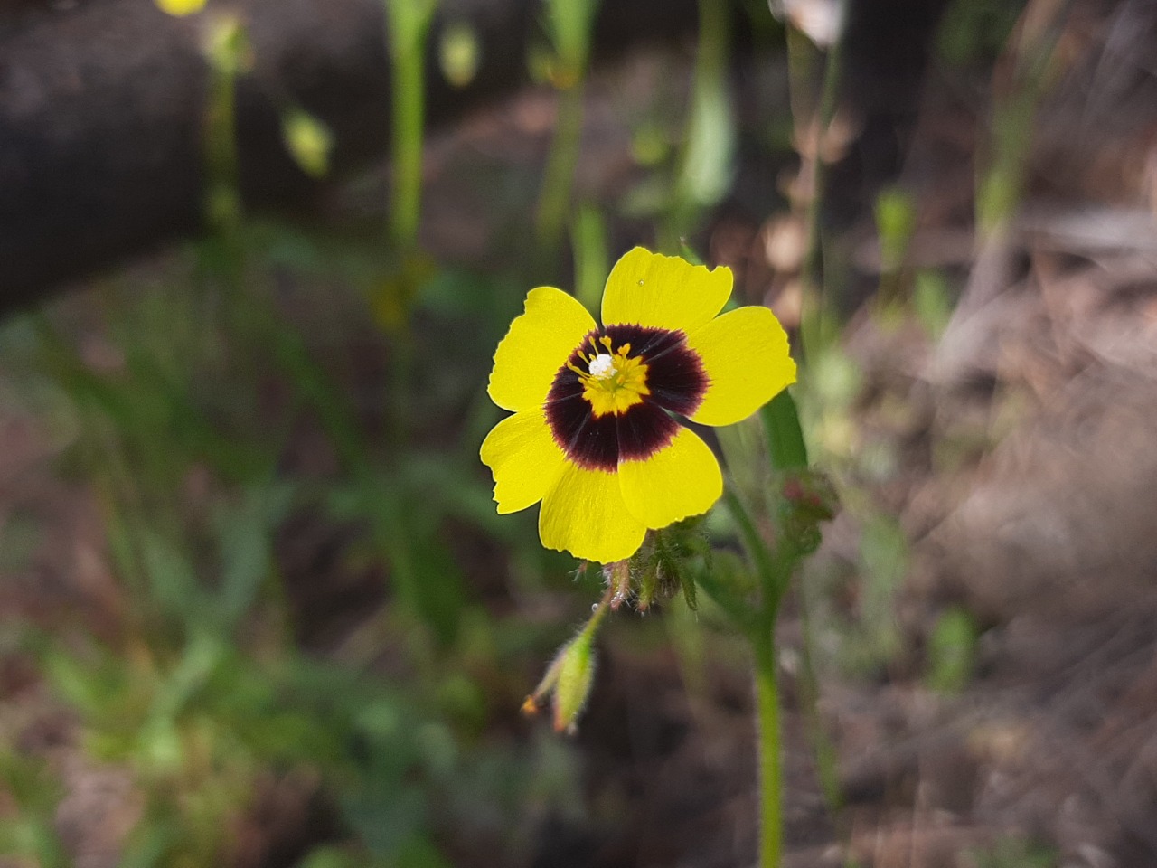 Tuberaria plantaginea