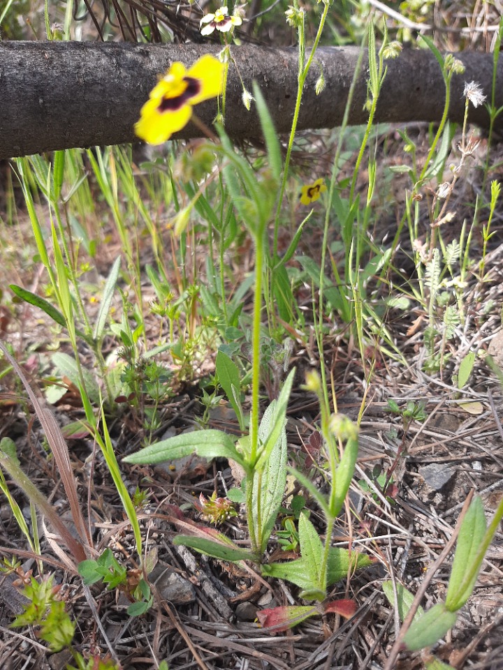 Tuberaria plantaginea