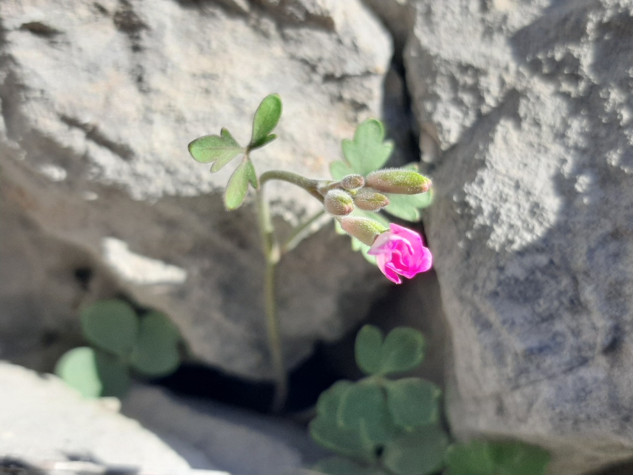 Ricotia davisiana